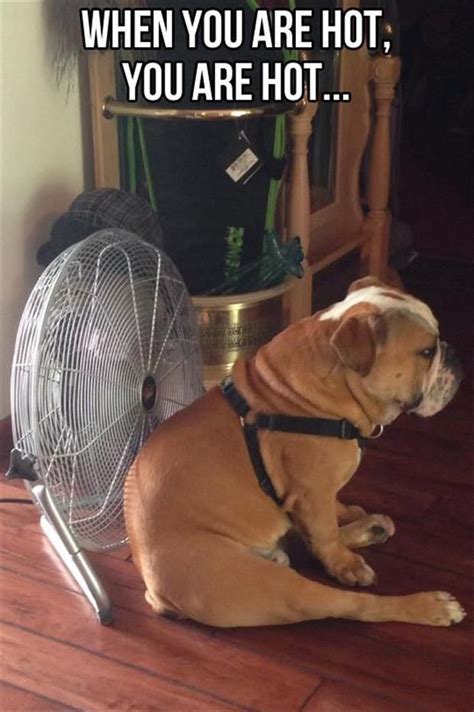 Attack Of The Funny Animals - 60 Pics | Funny dogs, Funny animals, Bulldog