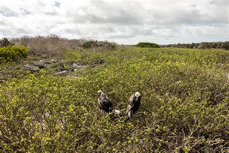 Galapagos Islands Vacation Packages for the whole family - GalapagosInformation.com Blog