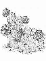 Cactus coloring pages sketch template