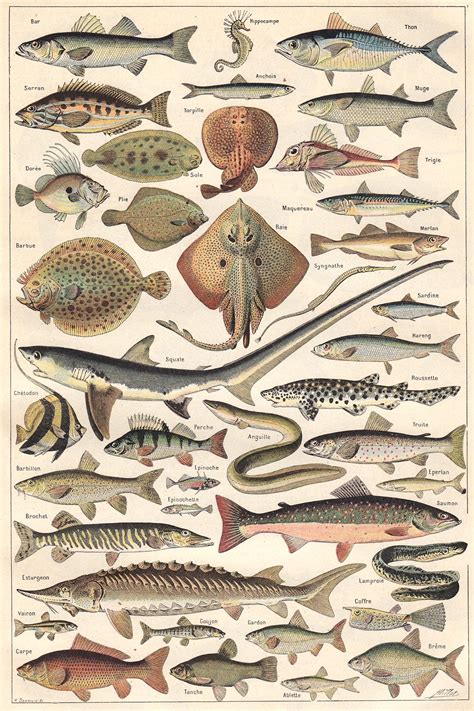 Stunning Fish Illustrations from the 1922 Nuevo Larousse Universal