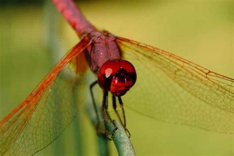 Red Dragonfly Meaning & Symbolism (Courage & Love)