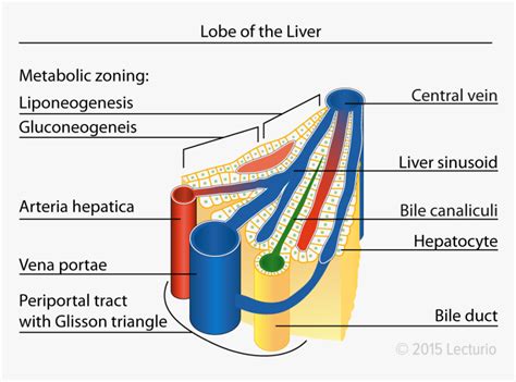 Central Vein Lobule In The Liver Amber Heard, Anatomy, - Liver Lobule ...