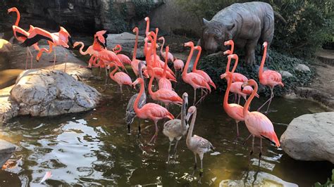 Baby flamingos meet visitors at the Charles Paddock Zoo Flamingo Parade