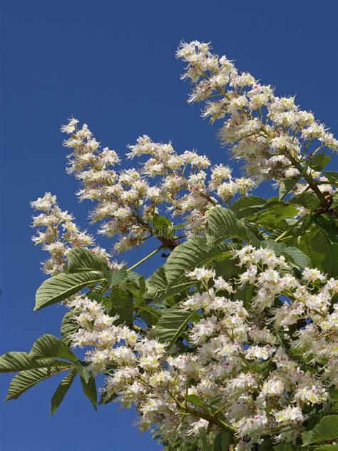 Blooming Chestnut Tree Flowers On The Blue Sky Stock Photo - Image of ...