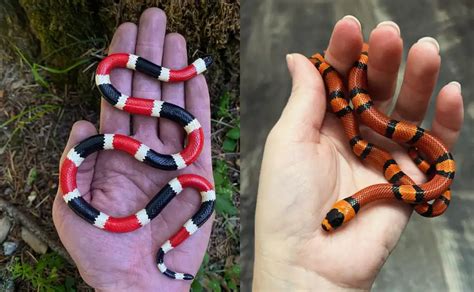 Coral Snake vs Milk Snake: A Guide To Quickly Tell them Apart