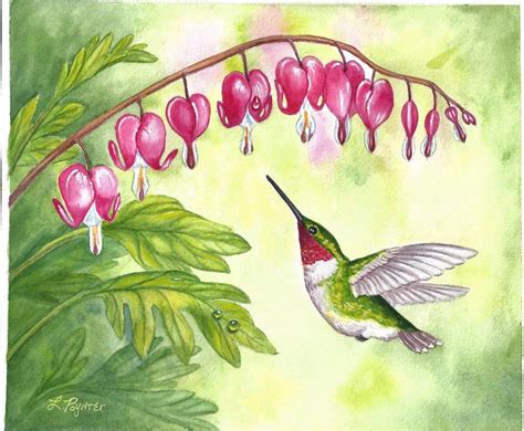 Bleeding Heart Flower Drawing - imágenes de luto