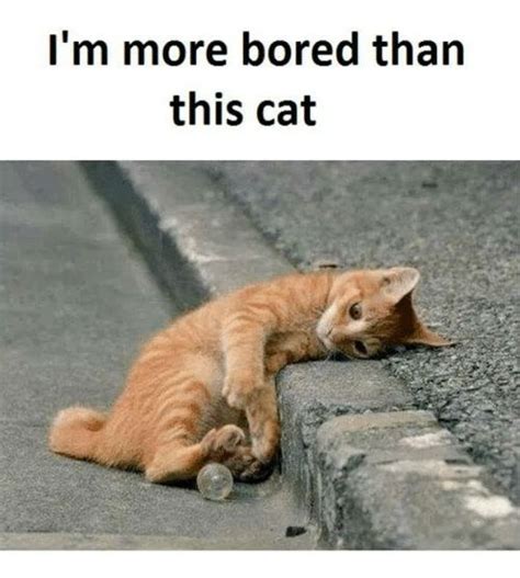 15 Amusing Bored Memes That Are Guaranteed To Entertain You | Cats ...