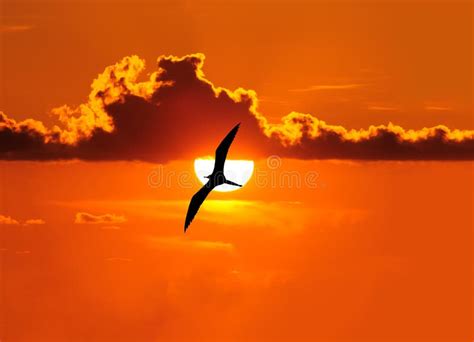 Bird Silhouette Sunset stock image. Image of animal - 173195583