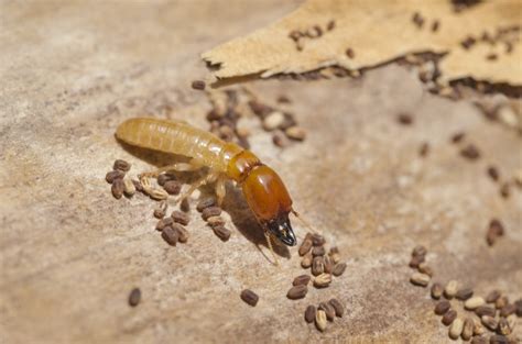 Termite Eggs: What Do Termite Eggs Look Like? (12+ Pictures & Facts)