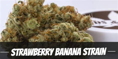 Strawberry Banana Cannabis Strain >>> Effects, Origin, Yield, & More!