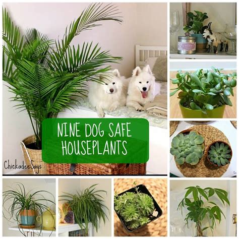 9 Dog Safe Plants for a Stylish Home Plants Toxic To Dogs, Plants ...