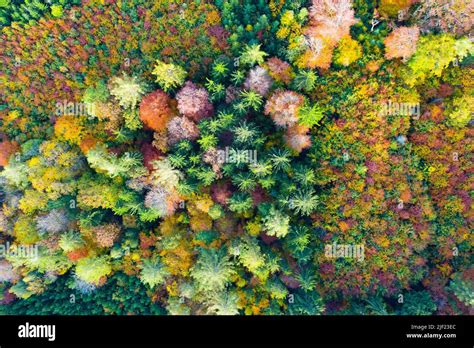 Aerial view of autumn forest Stock Photo - Alamy