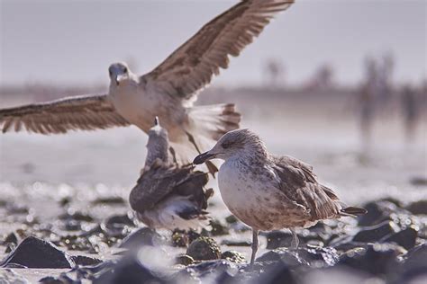 Gull Flying Sea - Free photo on Pixabay - Pixabay