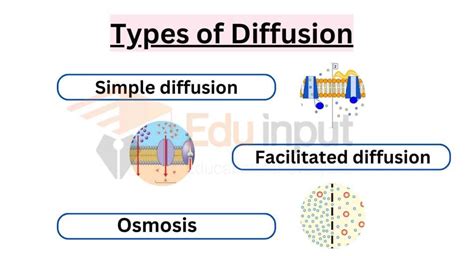 Diffusion Explained - Types, Examples and Factors