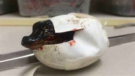 Incredible Footage Of A Baby Alligator Hatching Into This World – Baby ...