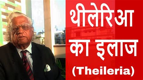 थीलेरिआ का इलाज | Theileria in Cattle | Theileria Treatment - YouTube