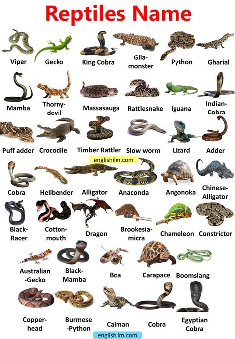 Pin on Reptiles | Animal infographic, Reptiles names, Reptiles facts