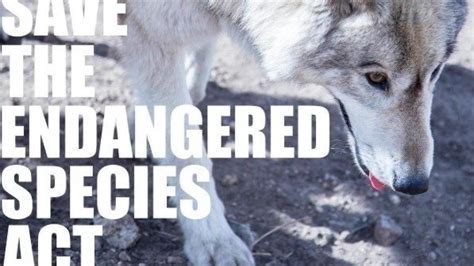 Petition · Save the endangered species Act - United States · Change.org