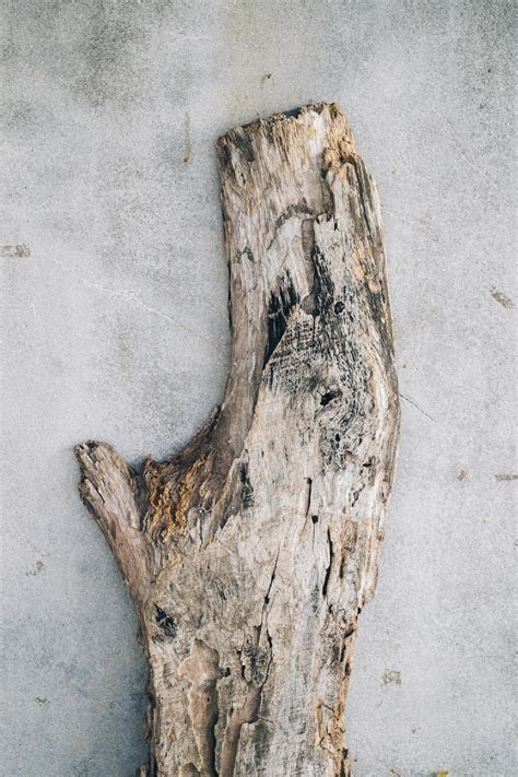 Dry snag of old tree on shabby surface · Free Stock Photo