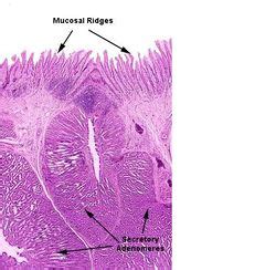 Proventriculus - Anatomy & Physiology - WikiVet English