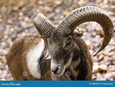 Mouflon stock photo. Image of magnificent, mouflon, brown - 108046772