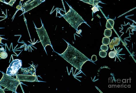 Marine Phytoplankton by DP Wilson and Photo Researchers