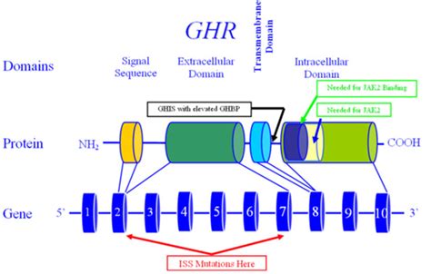 Figure 18. [Growth Hormone Receptor]. - Endotext - NCBI Bookshelf