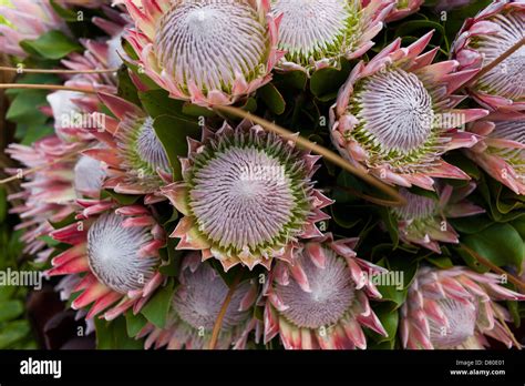 Flowers in madeira Stock Photo - Alamy