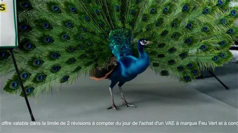 Peacock Animation | Creature | Bird Animation - YouTube