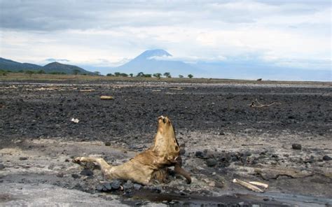 UTALII TANZANIA : Deadly Lake Natron Turns Animals Into Ghostly ‘Statues’ (PHOTOS)