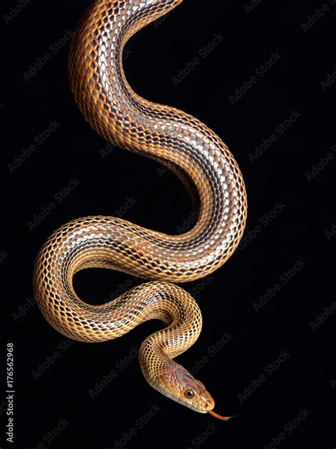 snake elaphe dione Stock Photo | Adobe Stock