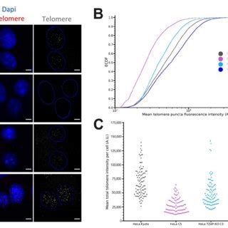 HeLa cell lines display differing telomere length phenotypes. HeLa cell... | Download Scientific ...