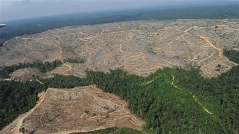 Battling Deforestation In Indonesia, One Firm At A Time : Parallels : NPR