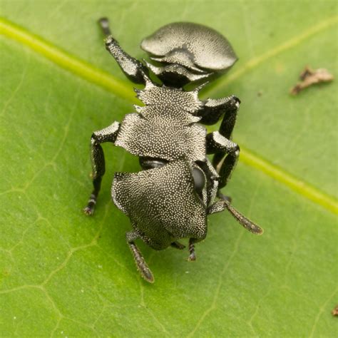 Cephalotes basalis | Nature Closeups