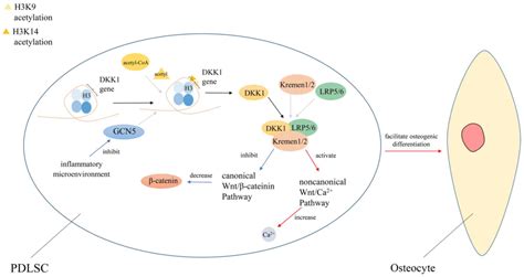 Protein acetylation and deacetylation: An important regulatory modification in gene ...