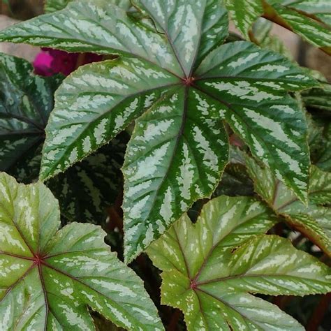 Gryphon Begonia Plant Seeds (Pelleted) - 100 Seeds - Decorative Plant ...