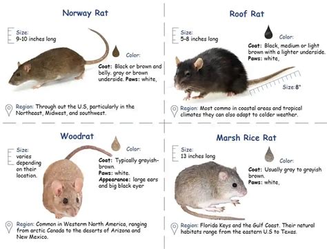 Rats | Pest Control Profesional | PesPro