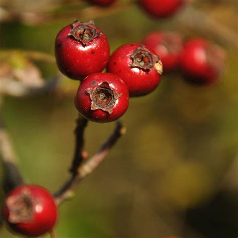 Small Woodland Owners' Group » Blog Archive » hawthorn berries