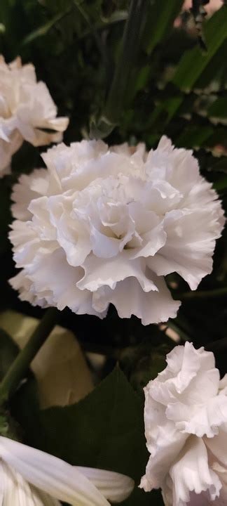 White Carnation Flower - Free photo on Pixabay - Pixabay