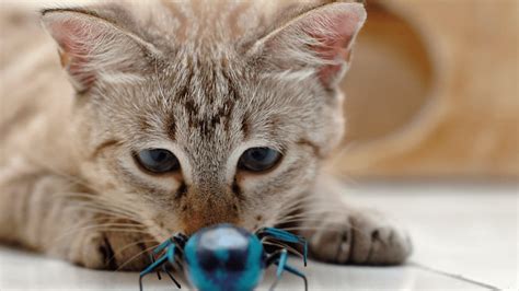 5 Bugs That Can Give Your Cat Parasites - Purrfect Love