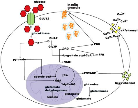 Regulation of insulin synthesis and secretion and pancreatic Beta-cell dysfunction in diabetes ...