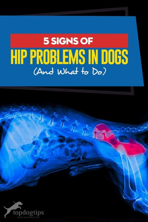 5 Signs of Hip Problems in Dogs, Treatments and Prevention