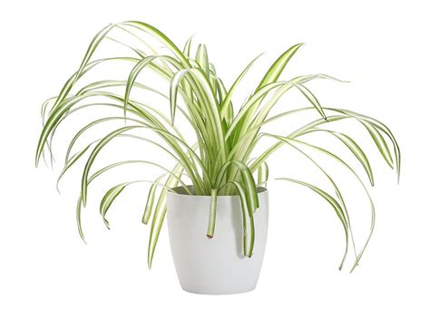 4 Spider Plant Benefits (Plus, How to Make Sure They Thrive) – PureWow