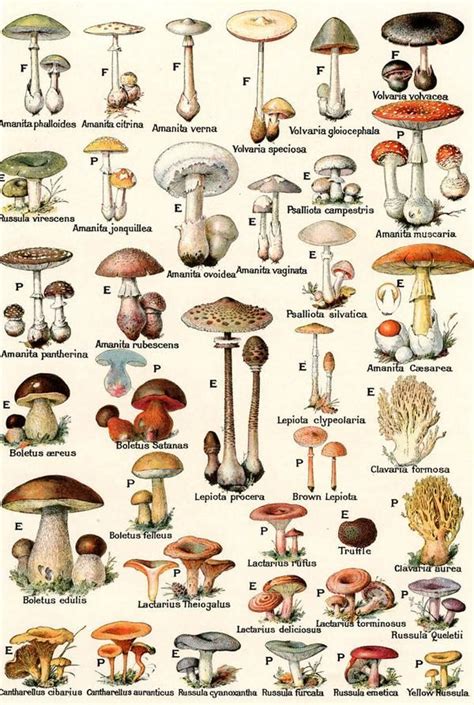 Illustration of Edible and Poisonous Mushrooms in 2020 | Stuffed mushrooms, Mushroom art ...