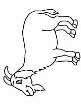 Billy Goat Coloring Page & coloring book 6000  Pages sketch template