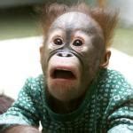 Surprised Monkey Meme Generator - Imgflip