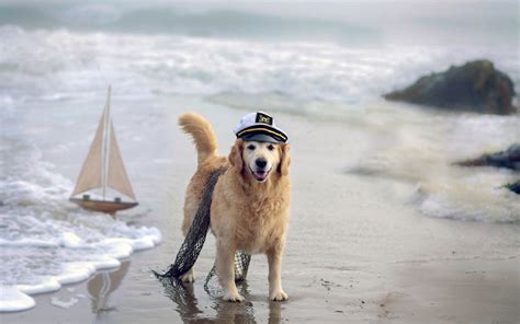 Dogs on the Beach Wallpaper - WallpaperSafari