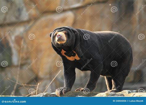 Honey bear stock photo. Image of nature, malayan, malayanus - 24004006