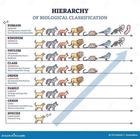 Classification Of Living Things With Biological Hierarchy Outline Diagram Vector Illustration ...