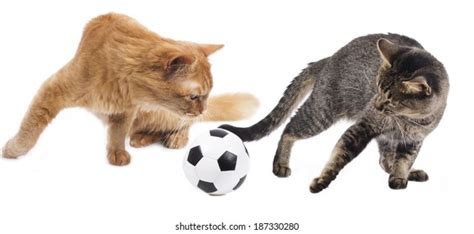 Cat playing soccer: Med566 Royalty-fri arkivfotografier tilgjengelig på lisens | Shutterstock